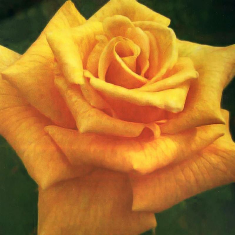 バラ苗 ザンブラ 80 大苗 木立バラ オレンジ色 四季咲き 大輪 バラ 苗 薔薇 バラ苗木 Np 予約販売12 翌1月頃入荷予定 苗木部 本店 By 花ひろばオンライン バラ苗 ザンブラ 80 大苗 木立バラ オレンジ色 四季咲き 大輪 バラ 苗 薔薇 バラ苗木 Np 予約販売12 翌1月頃入荷予定 苗木部 本店 By 花ひろばオンライン