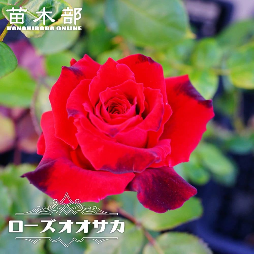 バラ ミカエル 苗 販売 苗木部 By 花ひろばオンライン