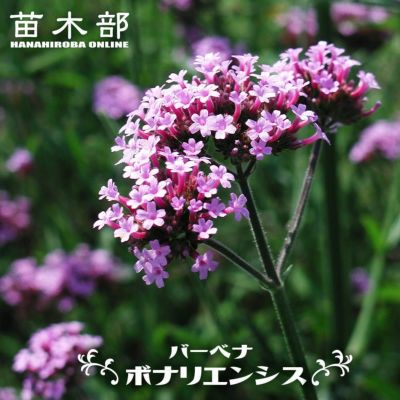 ピラカンサス トゲなし オレンジ実 3 5号ポット苗 ハナヒロバリュー 苗木部 本店 By 花ひろばオンライン