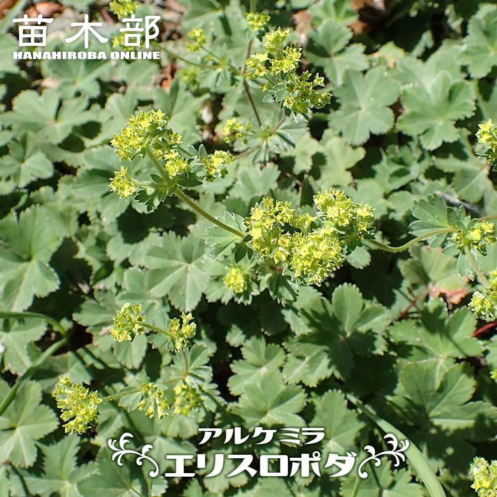 アルケミラ エリスロポダ 苗 販売 苗木部 By 花ひろばオンライン