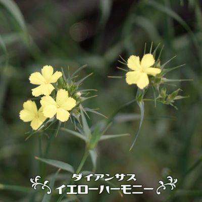 ラナンキュラス ゴールドコイン 苗 販売 苗木部 By 花ひろばオンライン ラナンキュラス ゴールドコイン 苗 販売 苗木部 By 花ひろばオンライン