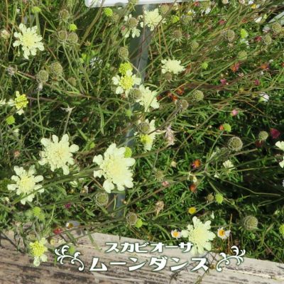 ベロニカ ロンギフォリア アルバ 苗 販売 苗木部 By 花ひろばオンライン ベロニカ ロンギフォリア アルバ 苗 販売 苗木部 By 花ひろばオンライン