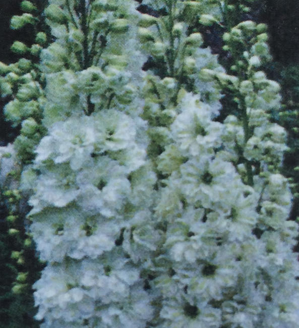 ペピーノ 苗 苗木部 By 花ひろばオンライン