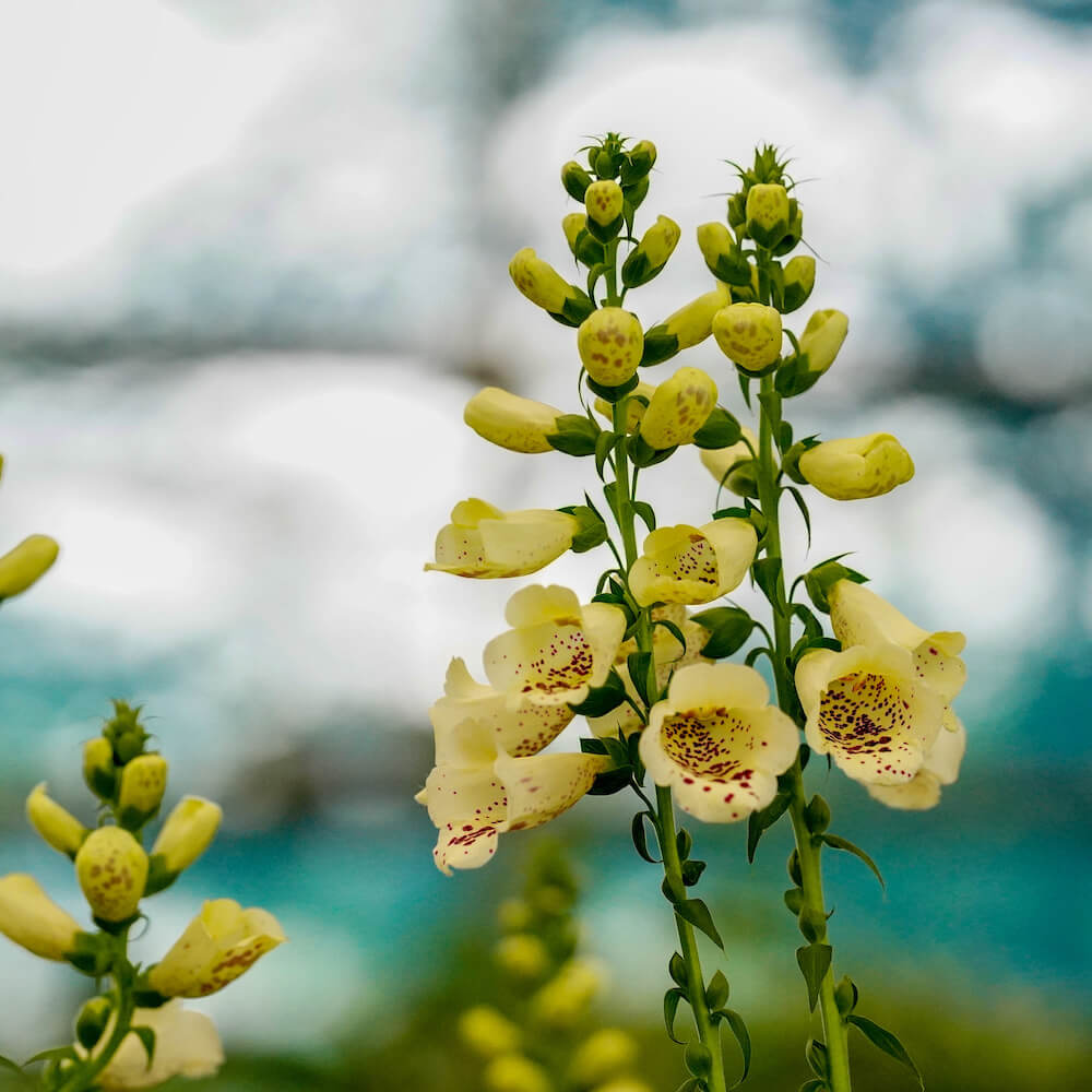 ジギタリス キャメロットクリーム 苗 販売 苗木部 By 花ひろばオンライン