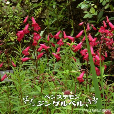 カンパニュラ ラプンクロイデス 苗 販売 苗木部 By 花ひろばオンライン カンパニュラ ラプンクロイデス 苗 販売 苗木部 By 花ひろばオンライン