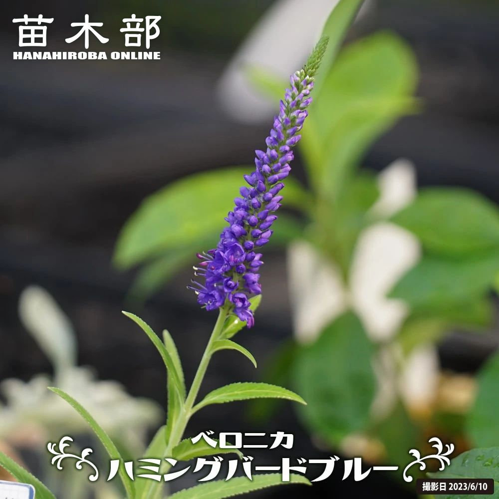 ベロニカ ロンギフォリア ブルーシェーズ 苗 販売 苗木部 By 花ひろばオンライン ベロニカ ロンギフォリア ブルーシェーズ 苗 販売 苗木部 By 花ひろばオンライン
