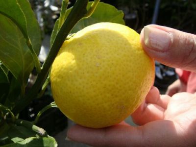 柑橘 オレンジ ベルガモットオレンジ 苗 通販 苗木部 By 花ひろば