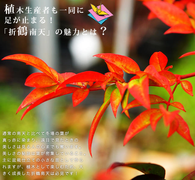折鶴南天 オリヅルナンテン 根巻き苗 掘り出し物 極上品 苗木部 本店 By 花ひろばオンライン