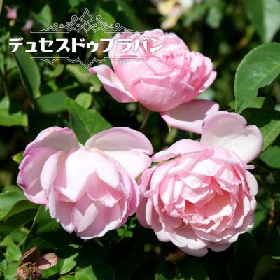 バラ苗 ソニアリキエル 大苗 ギヨー Guillot 四季咲き 強香 薔薇 バラ苗木 苗木部 本店 By 花ひろばオンライン