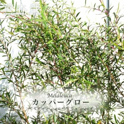 000000022380-01-m.jpg?t=