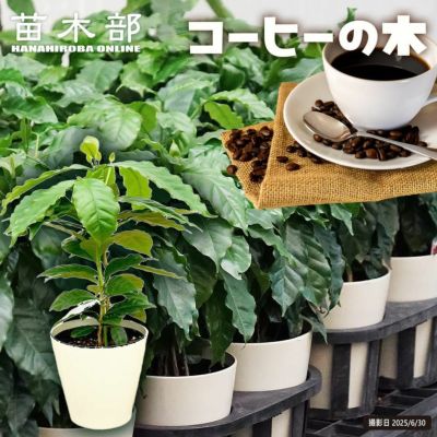 アサイーパーム パラドワーフ 苗 通販 苗木部 By 花ひろばオンライン