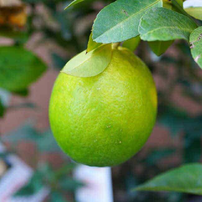 甘い檸檬 レモン レモネード 接木苗木 - 野菜