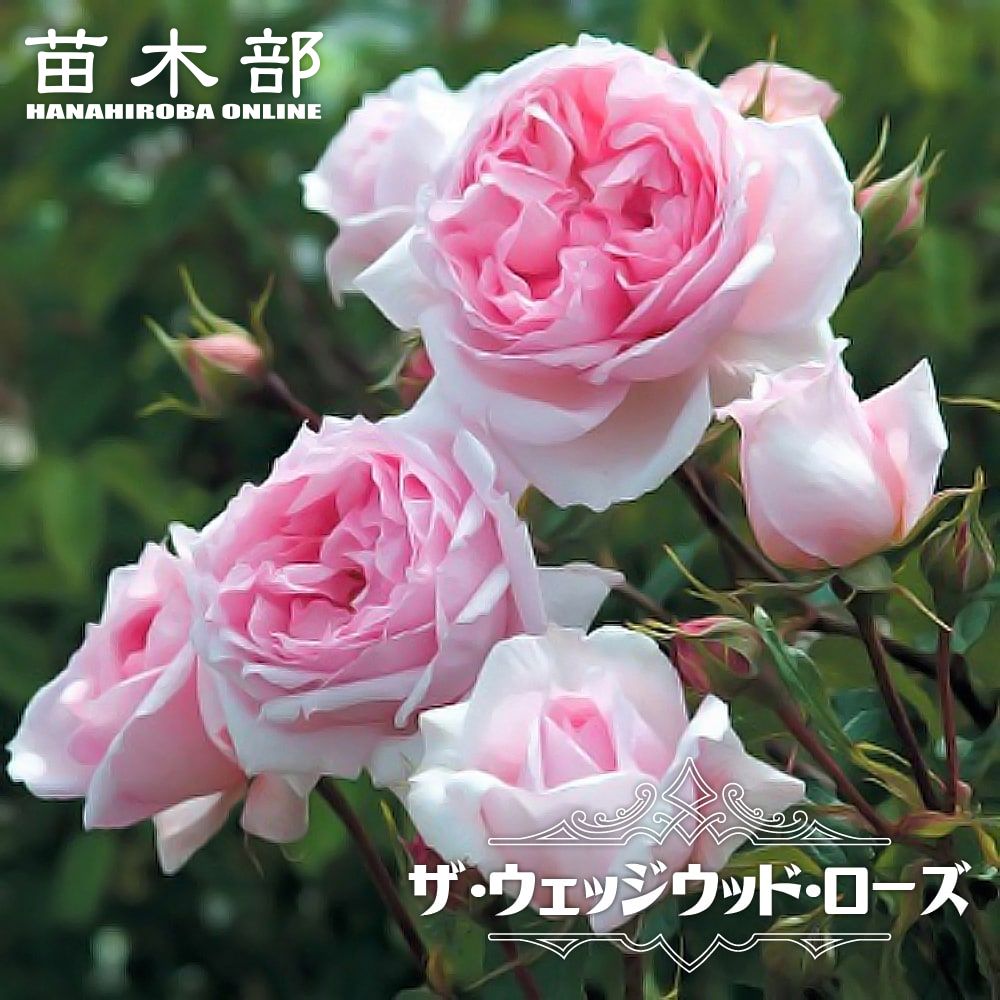 バラ エンジェルハート Cl クライミング つるバラ 苗 販売 苗木部