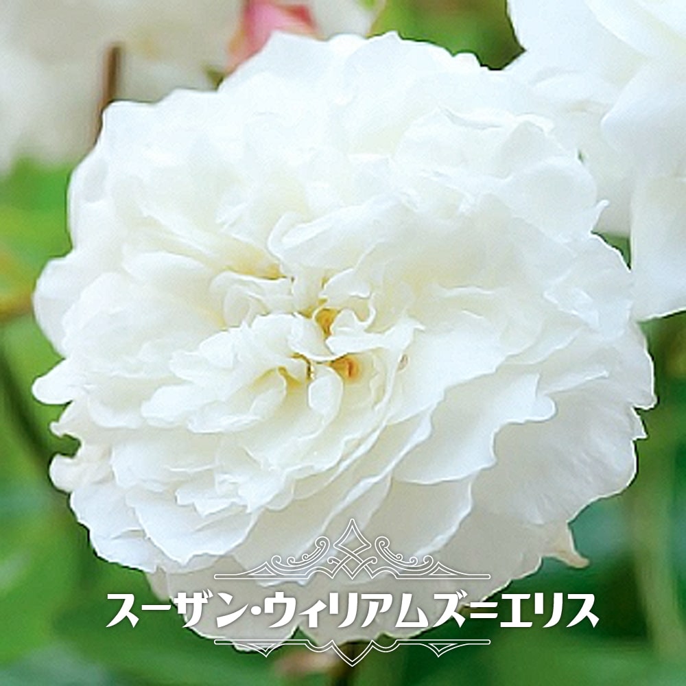 バラ苗 スーザン ウィリアムズ エリス 大苗 イングリッシュローズ Er 強健 苗木部 本店 By 花ひろばオンライン