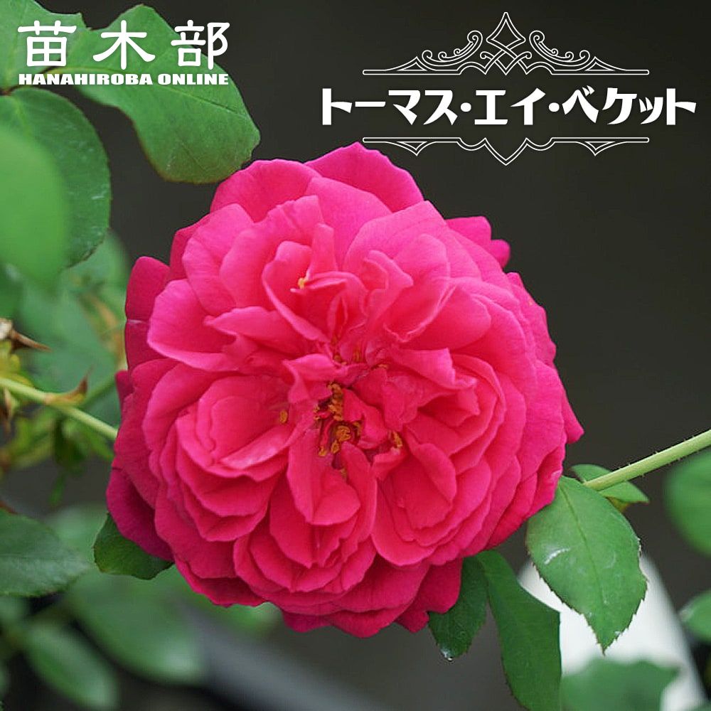 バラ トーマス エイ ベケット 苗 販売 苗木部 By 花ひろばオンライン