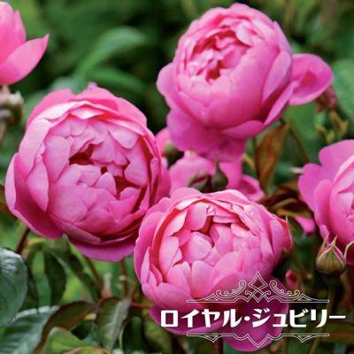 超大苗バラ苗　ダブルデライト　四季咲き　複色バラ　半直立性　強香　大輪 超大苗バラ苗 ダブルデライト 四季咲き 複色バラ 半直立性 強香 大輪