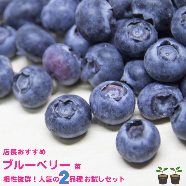 人気品種2本お試しセット ラビットアイ系ブルーベリー 苗 苗木部 本店 By 花ひろばオンライン