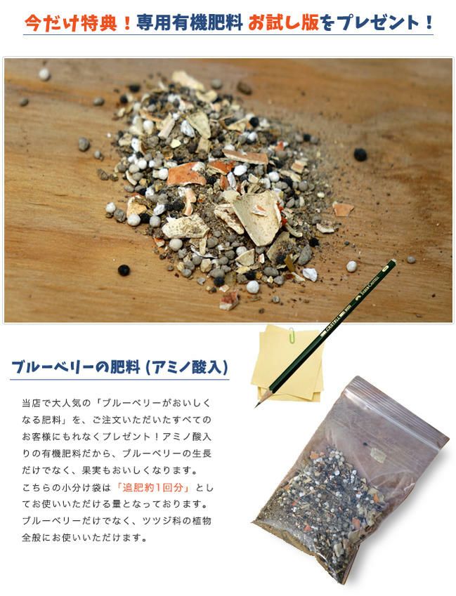 送料無料 ブルーベリー 苗木 ラビットアイ系 人気品種2本お試しセット 苗木部 本店 By 花ひろばオンライン 送料無料 ブルーベリー 苗木 ラビットアイ系 人気品種2本お試しセット 苗木部 本店 By 花ひろばオンライン