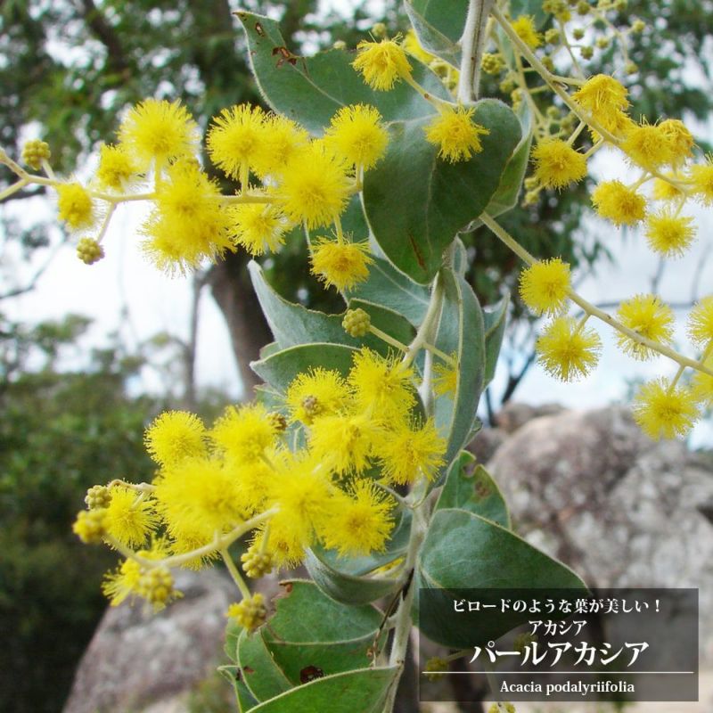 販売 パールアカシアの花束✿.*・