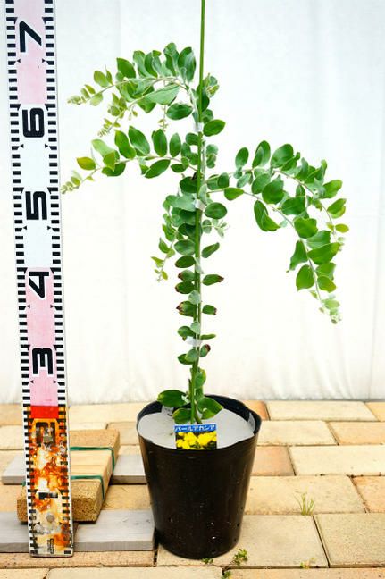 花芽付き パールアカシア 7寸ポット苗R ミモザ 苗木 庭木 常緑樹
