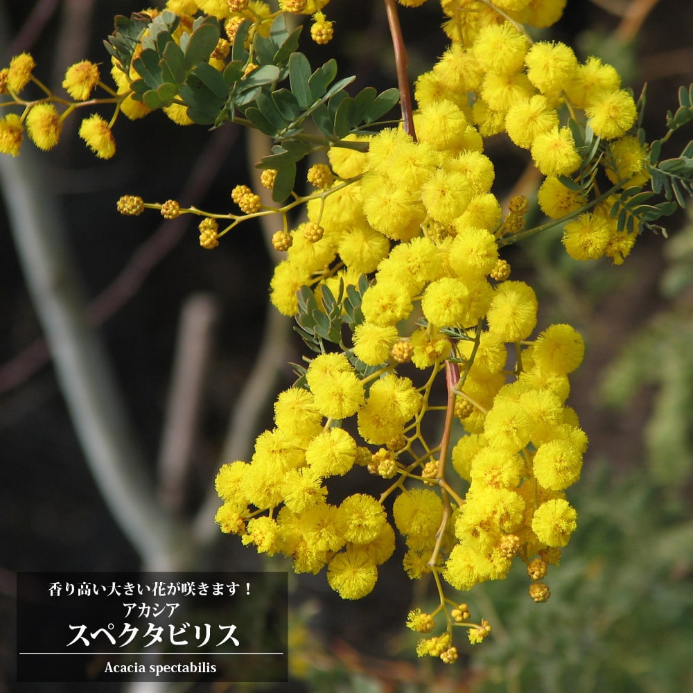 引き取り限定！！　アカシアスペクタビリス 000000023141-01-xs.jpg?t=