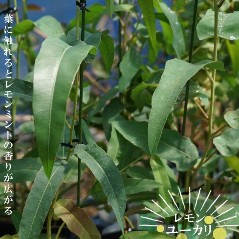 ユーカリ レモンユーカリ 苗 通販 苗木部 By 花ひろばオンライン