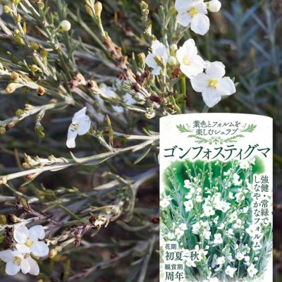 キンンポウジュ ホワイトアンザック 苗 販売 苗木部 By 花ひろばオンライン