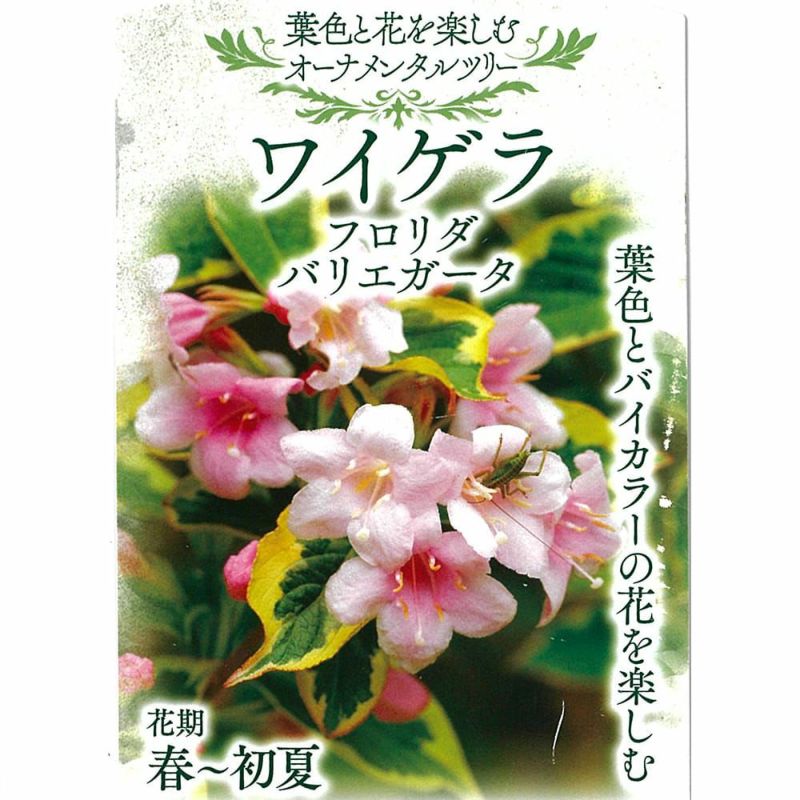 超絶希少❗️ムサフロリダバリエガータ✨️ 本日ラストチャンス❗️超絶希少❗️ムサノノピンクバリエガータ