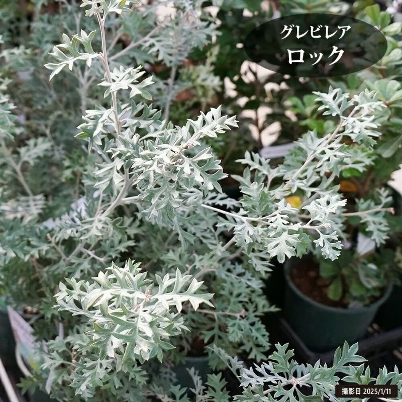 グレビレア ロック 苗 販売 苗木部 By 花ひろばオンライン
