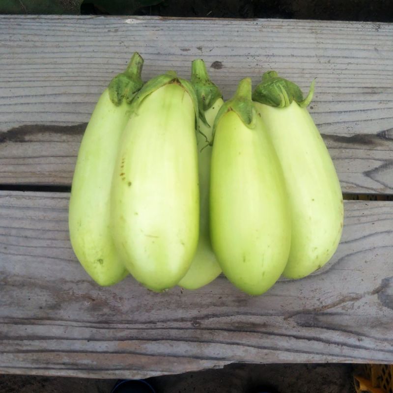 有機種子】 なす 【翡翠ナス ひすいなす 青なす】 Sサイズ 40粒 種蒔