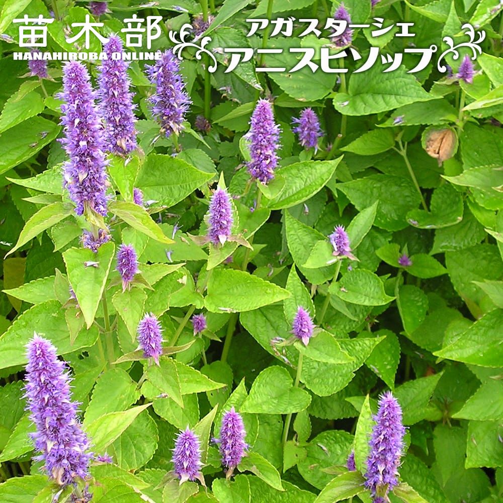 カラミンサ グランディフローラ 苗 販売 苗木部 By 花ひろばオンライン