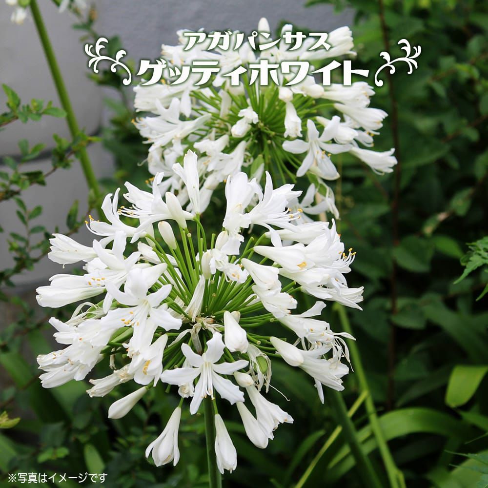 アカシア スペクタビリス 苗 販売 苗木部 By 花ひろばオンライン