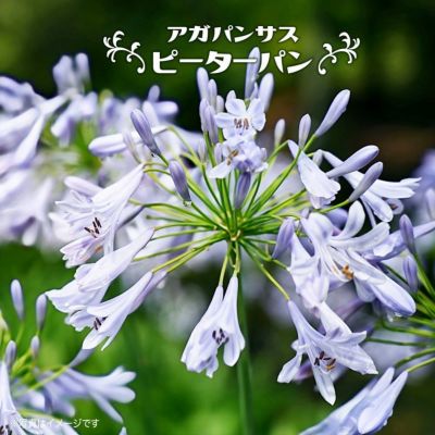 アガパンサス　　各種 アガパンサスの珍しい種類、主な種やおすすめの園芸品種の紹介