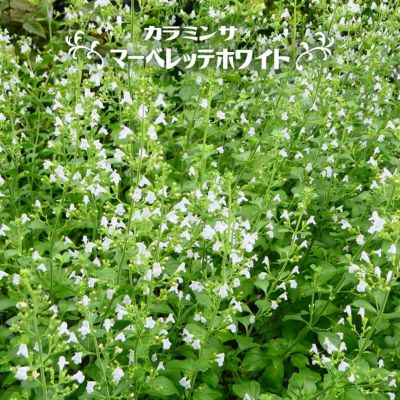 カラミンサ グランディフローラ 苗 販売 苗木部 By 花ひろばオンライン