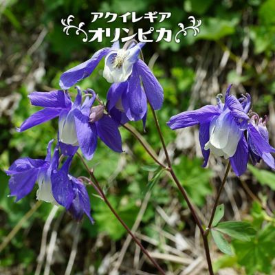 クニフォフィア ポコシリーズ ポコオレンジ 苗 販売 苗木部 By クニフォフィア ポコシリーズ ポコオレンジ 苗 販売 苗木部 By
