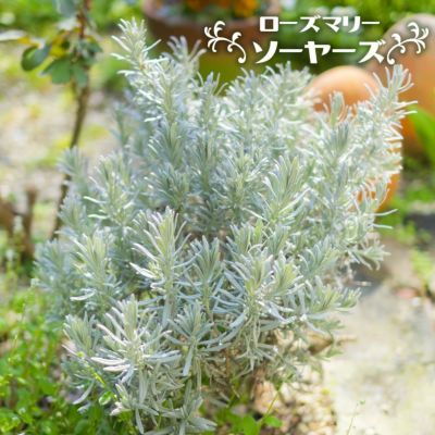 ハーブの苗/[25年9月中下旬予約]ローズマリー：スタンド仕立て7号鉢植え