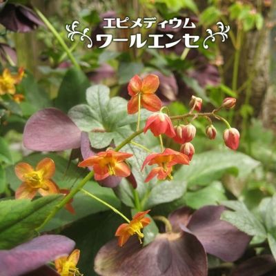 山野草 ベルキ様専用希少濃色八重咲 シラネアオイ 4ポットセット