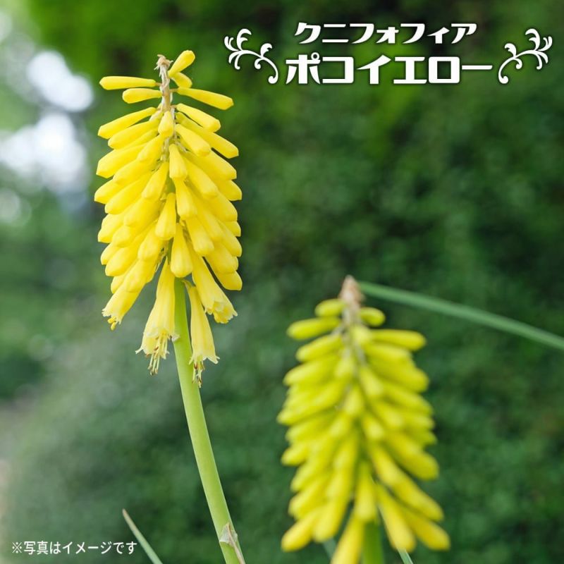 クニフォフィア ポコシリーズ ポコイエロー 苗 販売 苗木部 By