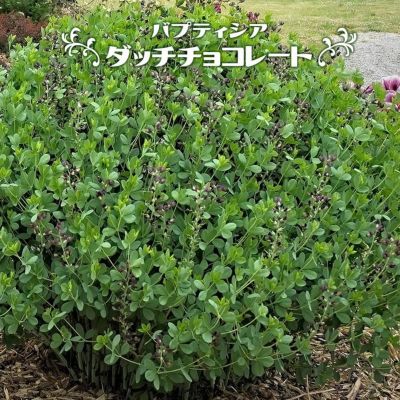 エリゲロン カルビンスキアヌス 苗 販売 苗木部 By 花ひろば エリゲロン カルビンスキアヌス 苗 販売 苗木部 By 花ひろば
