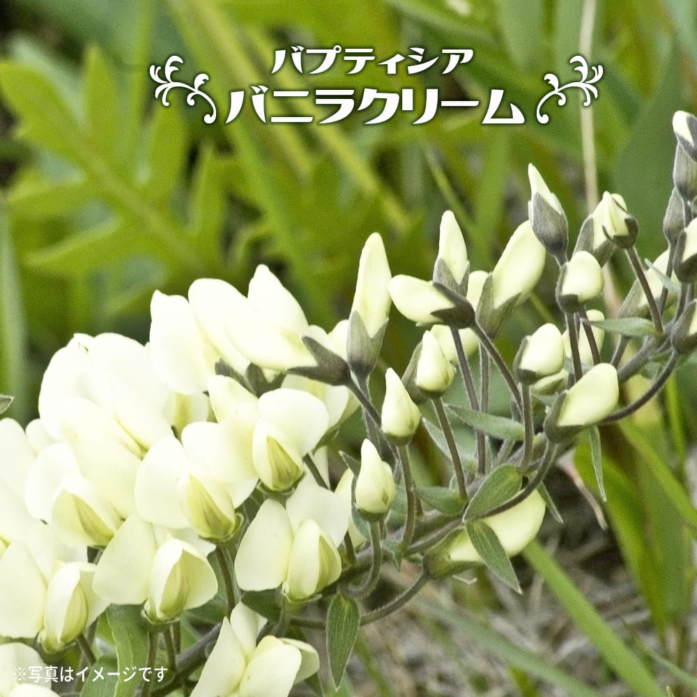 モクマオウ タマモクマオウ 苗 おすすめ 苗木部 By 花ひろばオンライン