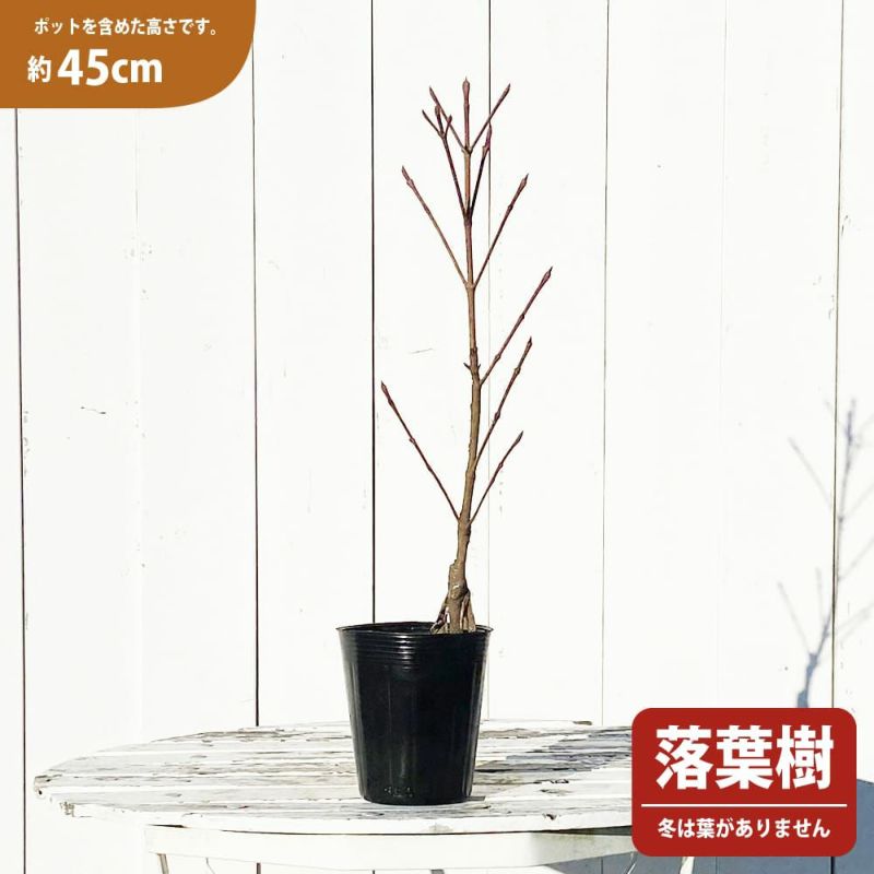 斑入りヤマボウシ　ウルフアイ　【品番3379】 楽天市場】斑入りヤマボウシ 【ウルフアイ】 根巻き苗 【大型