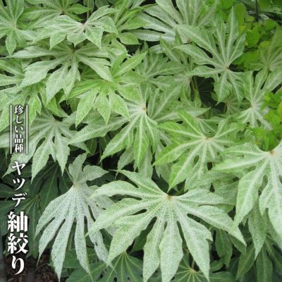 斑入りヤツデ　叢雲錦10号鉢現品 斑入りヤツデ 叢雲錦10号鉢現品 その他観葉植物