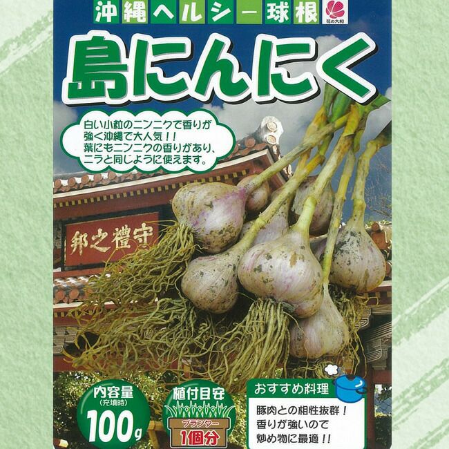 野蒜苗100本 - 野菜