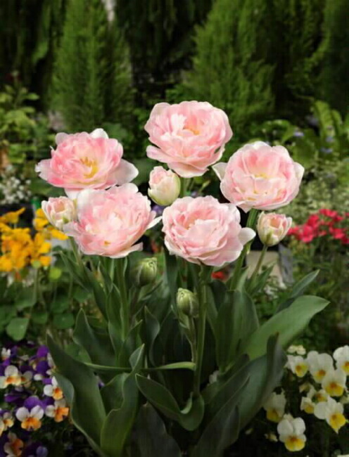 チューリップ 球根 八重枝咲きチューリップ アンジェリケ ピンク系 5球 苗木部 本店 By 花ひろばオンライン