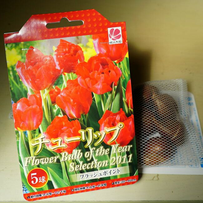 チューリップ フラッシュポイント 苗 販売 苗木部 By 花ひろばオンライン チューリップ フラッシュポイント 苗 販売 苗木部 By 花ひろばオンライン