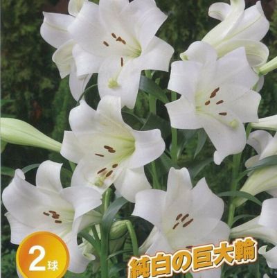 テッポウユリ ひのもと 苗 販売 苗木部 By 花ひろばオンライン テッポウユリ ひのもと 苗 販売 苗木部 By 花ひろばオンライン