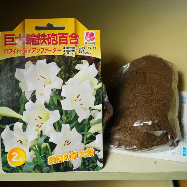 テッポウユリ ホワイトトライアンファーター 苗 販売 苗木部 By 花