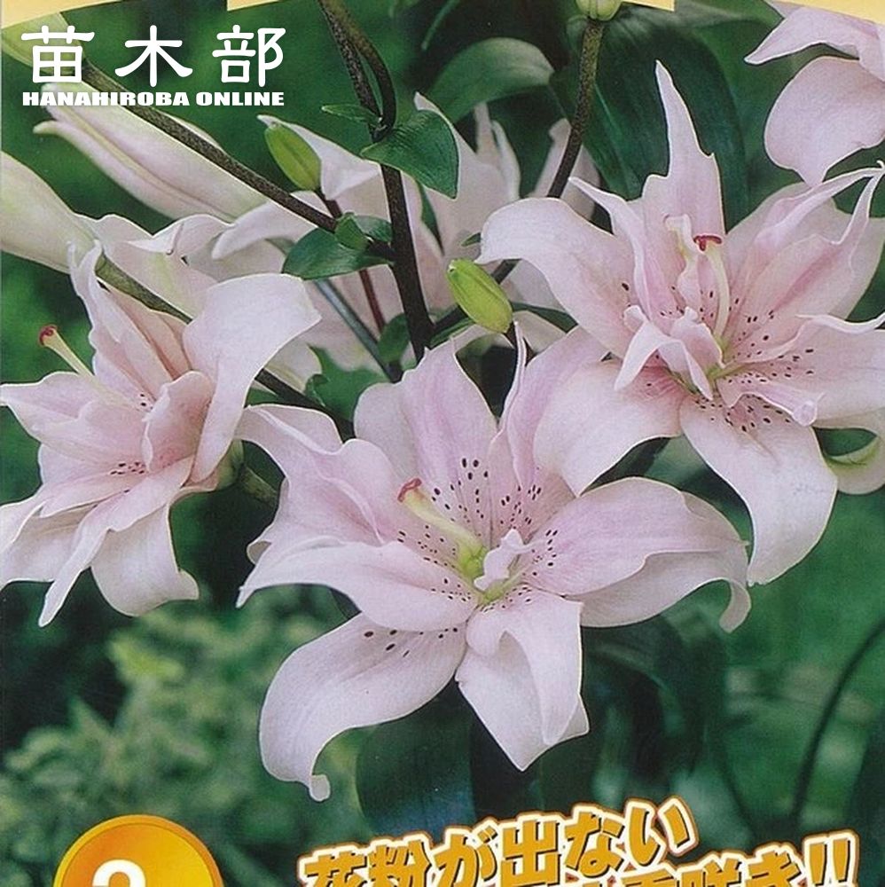 透百合 (スカシユリ) ロイヤルサンセット 苗 販売 苗木部 By 花ひろば  