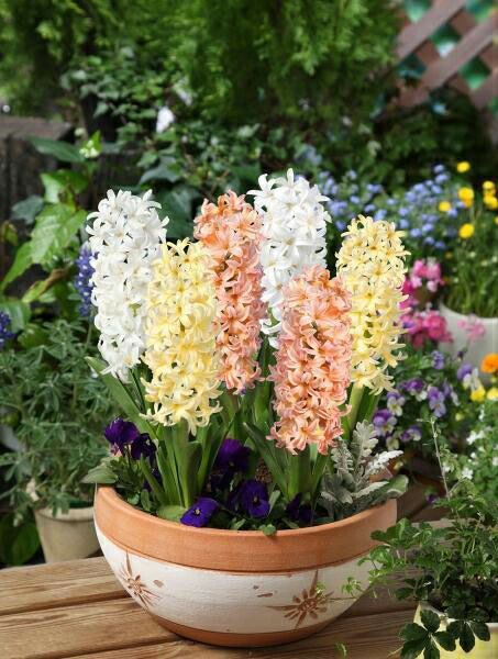 ヒヤシンス（オレンジ　200粒）SS20　社交ダンス　新体操　バトントワリング　フィギュアスケート　大会　競技　レオタード　衣装に ヒヤシンス オレンジの通販