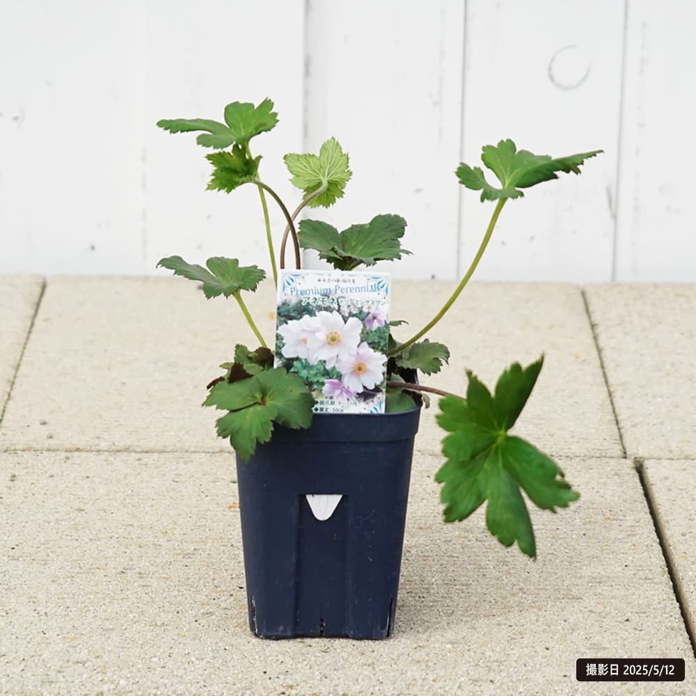 めいおと様専用ページ （すみれ様専用ページです^_^ （名探偵・香芝 